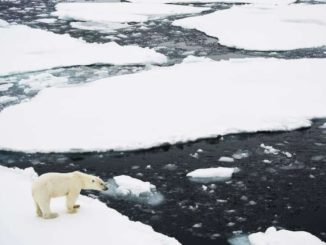 ours polaire sur la banquise
