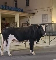 Divagation animale devant le collège Simon Vinciguerra de Bastia