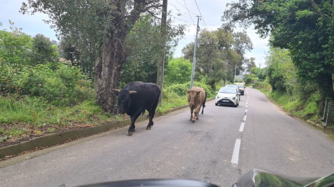 Divagation animale sur la route de l'hôpital de Bastia