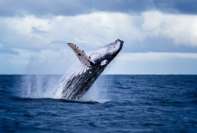 Baleine rorqual