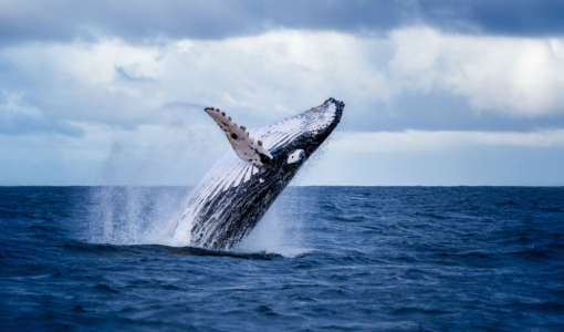Baleine rorqual