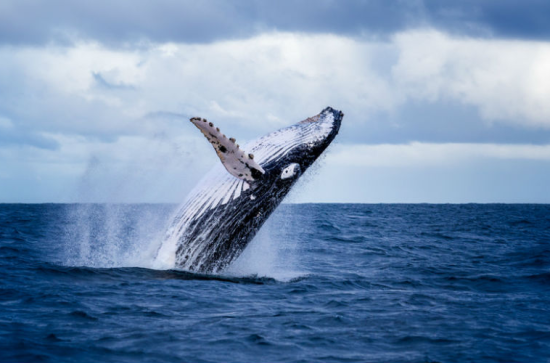 Baleine rorqual