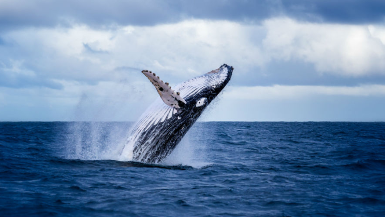 Baleine rorqual