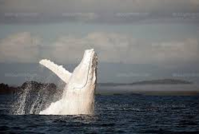 Baleine