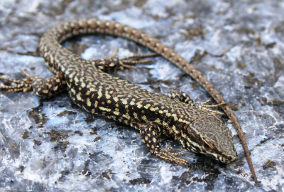 Buciàrtula