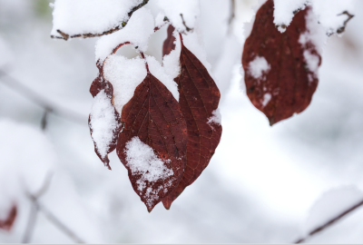 Hiver