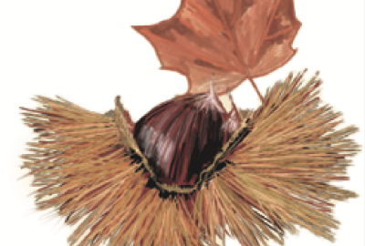 castagna