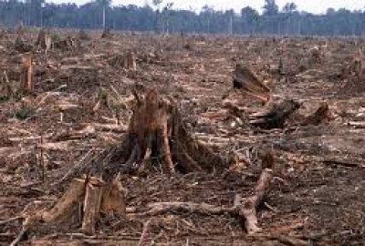 Déforestation