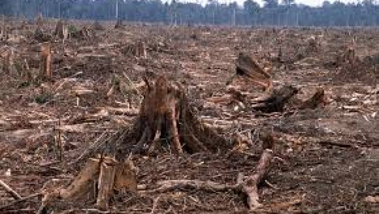 Déforestation