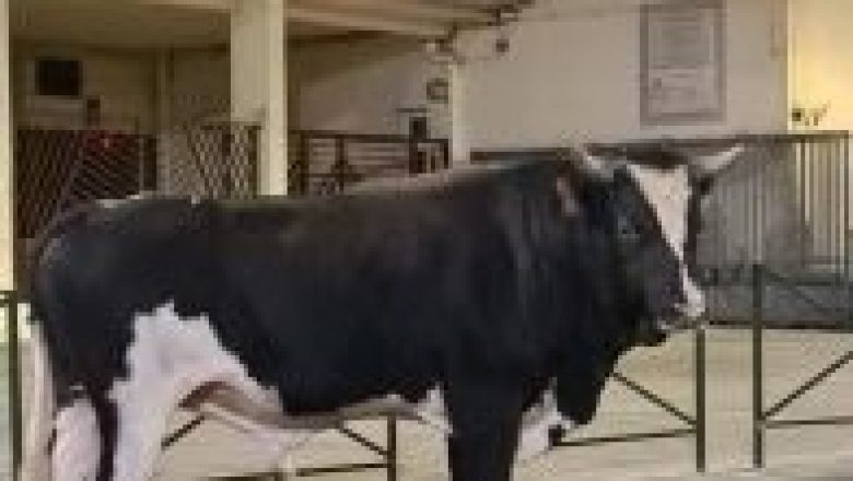 Divagation animale devant le collège Simon Vinciguerra de Bastia