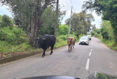 Divagation animale sur la route de l'hôpital de Bastia
