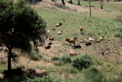 Vaches bis