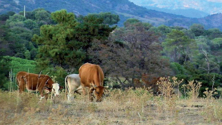 Vaches