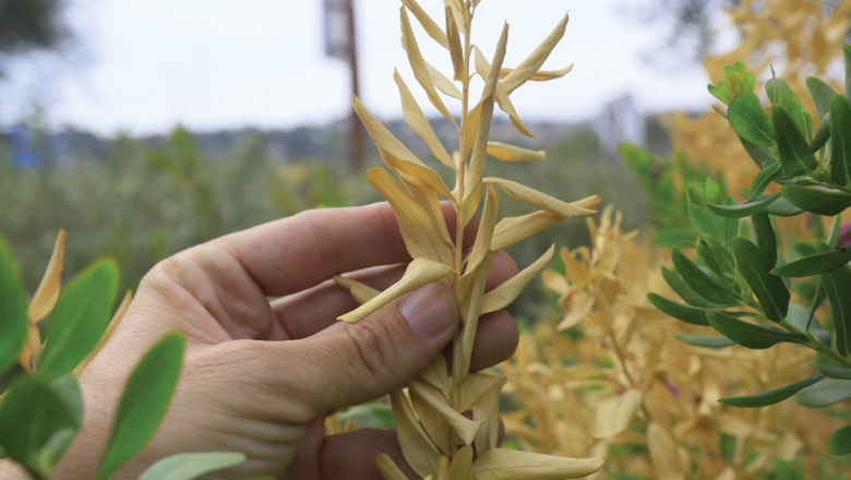 De nouveaux échantillons de plantes touchées devaient être étudiés
cette semaine pour confirmer à quelle sous-espèce de bactéries les
Baléares avaient à faire. Les autorités locales sont pessimistes.