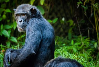 chimpanze