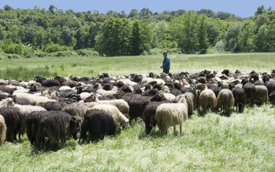Agriculture
