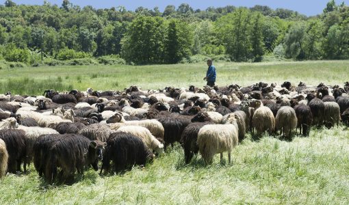 Agriculture