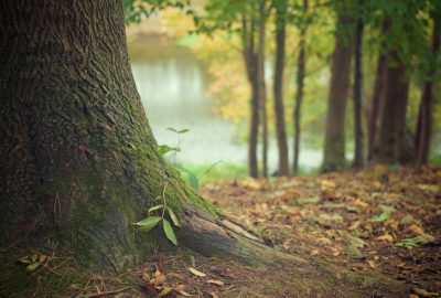 arbre foret