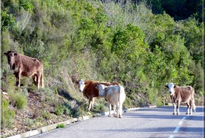 vaches