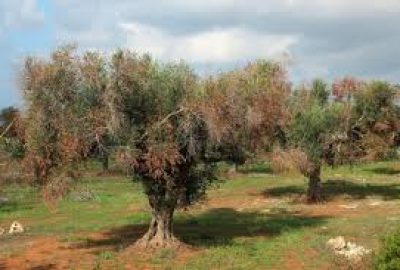 xylella