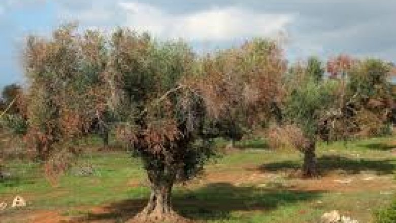 xylella